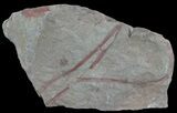 Early Devonian Plant Fossils (Zosterophyllum) - Scotland #66682-1